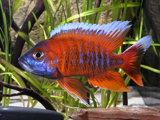 aulonocara_jacobfreibergi