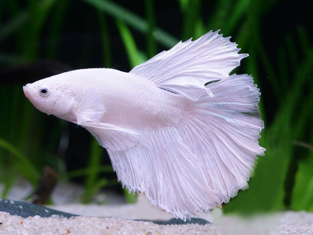 betta_splendens_butterfly