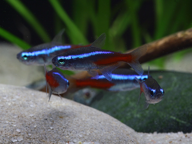 paracheirodon innesi