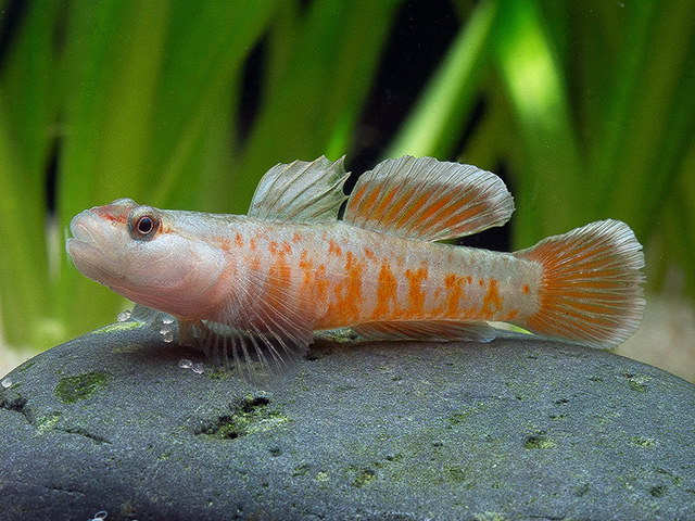 rhinogobius zhoui 2